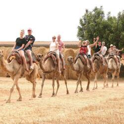 Camel Rides